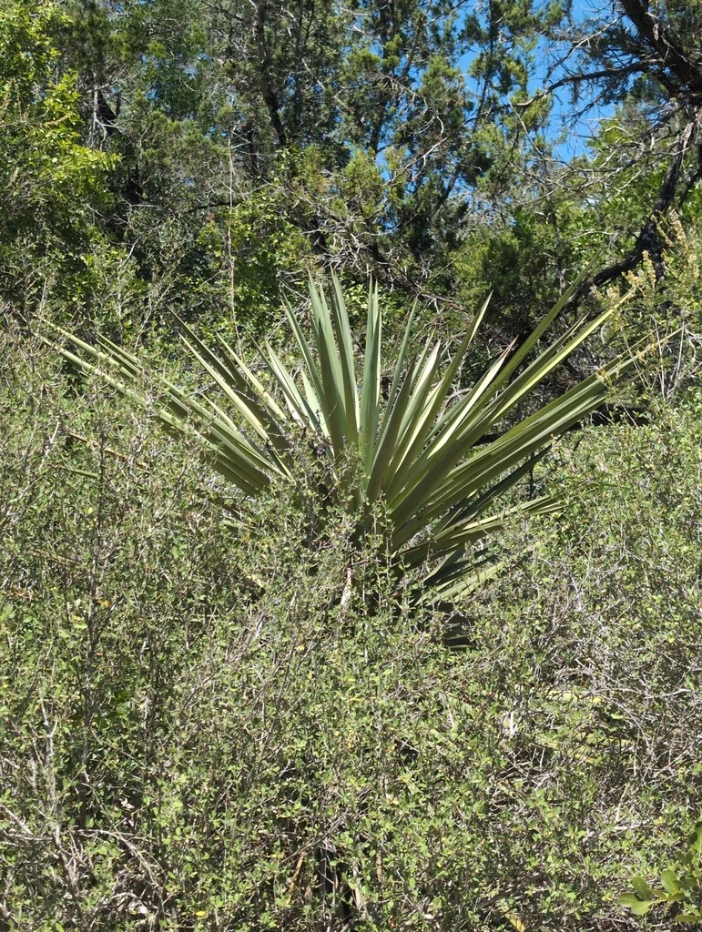Yucca Treculiana