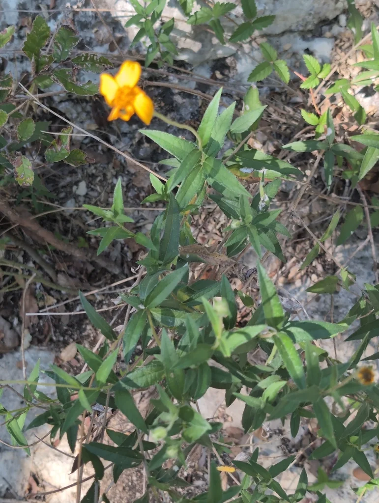 Zexmenia Hispida