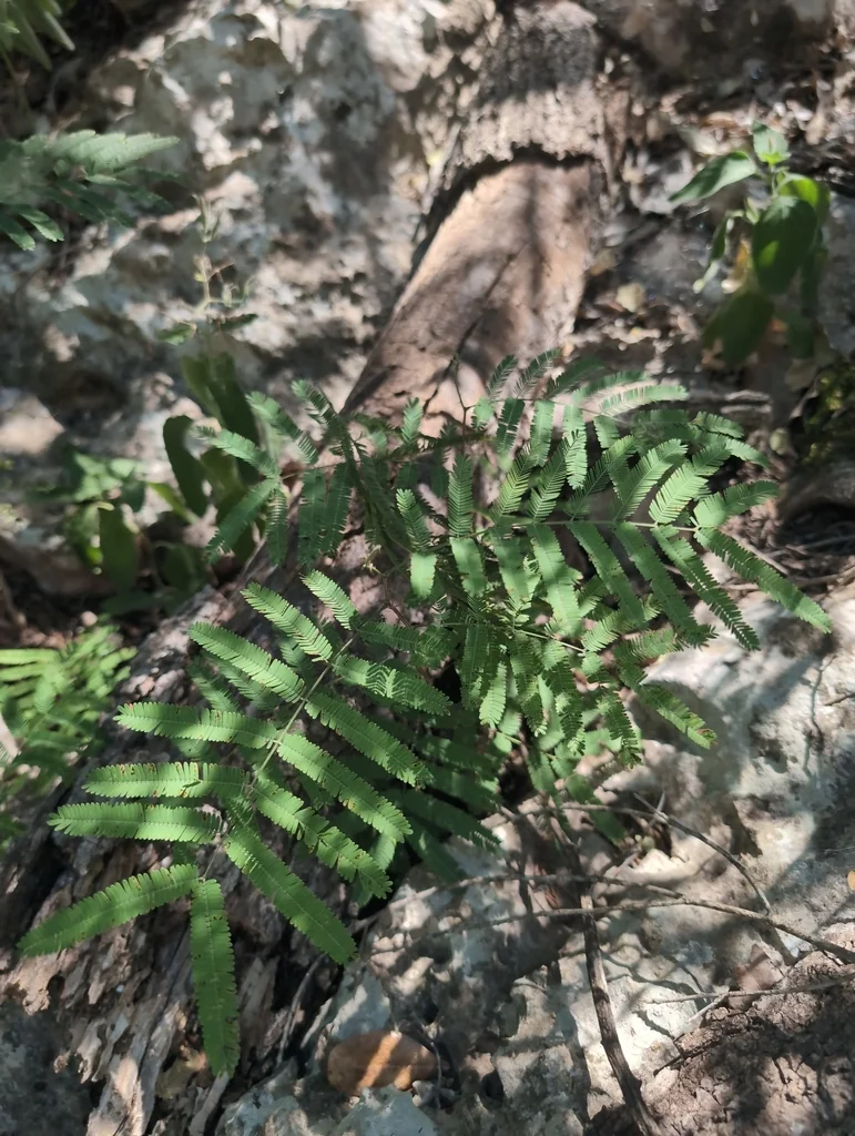 Acacia Berlandieri
