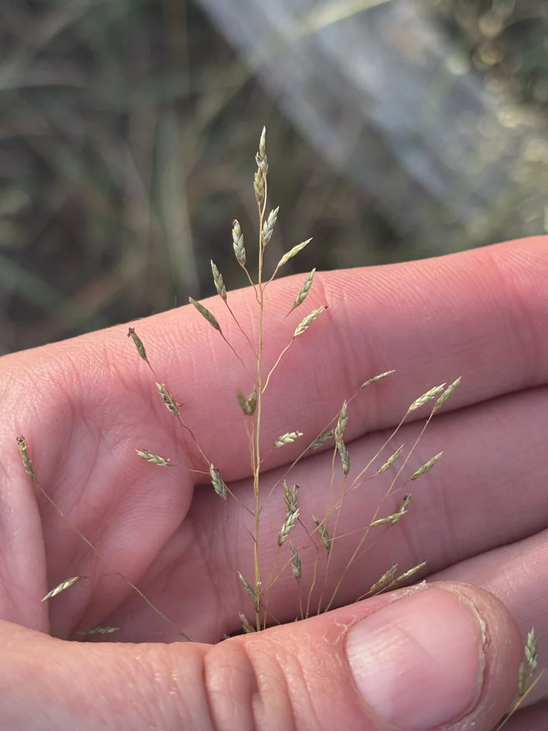Eragrostis Intermedia