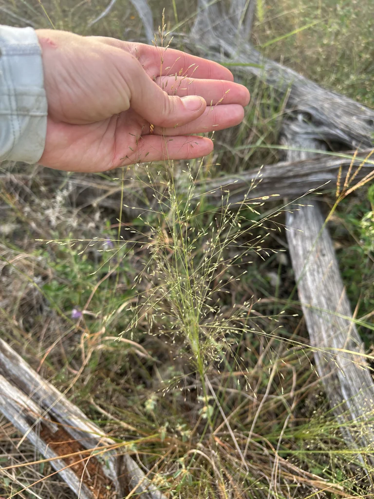 Eragrostis Intermedia