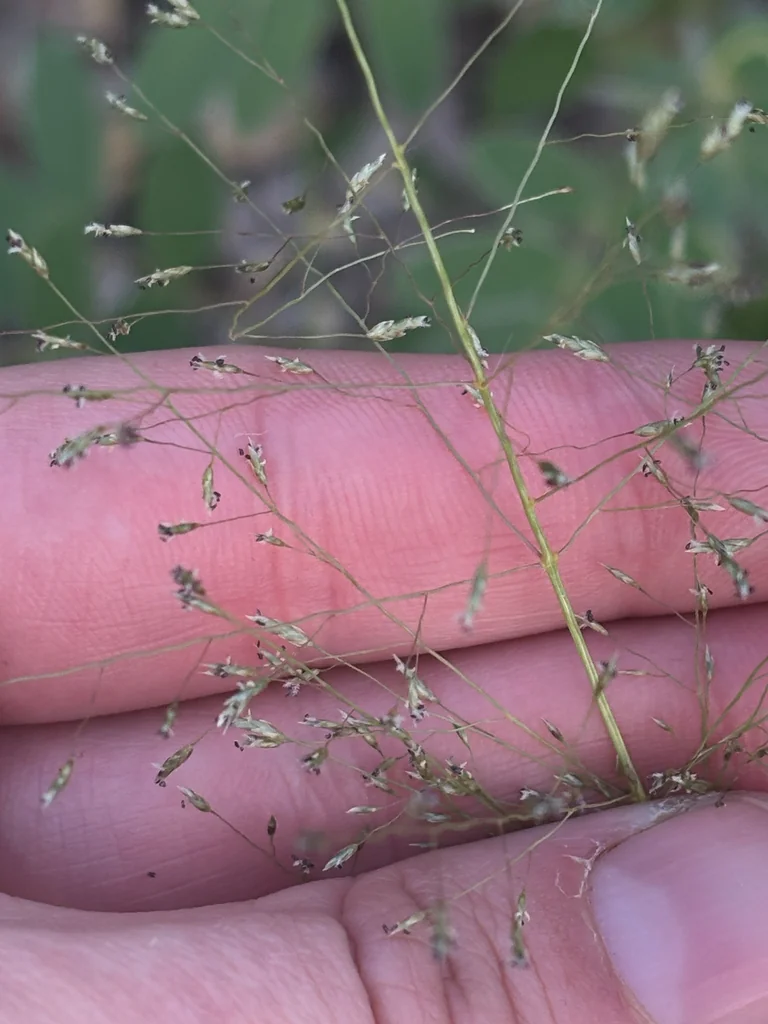 Eragrostis Intermedia