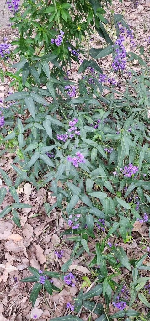 Hardenbergia Comptoniana