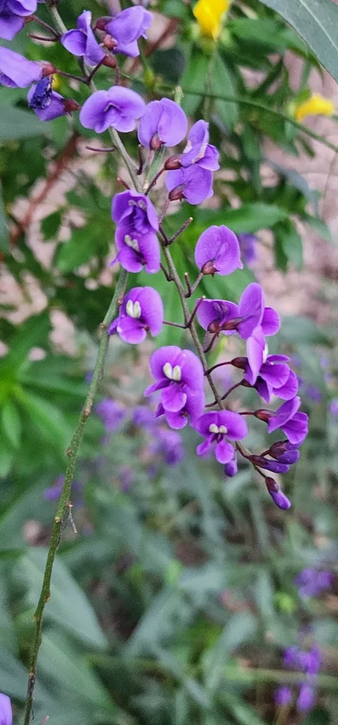 Hardenbergia Comptoniana