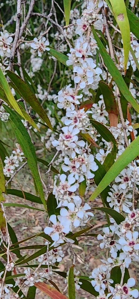 Agonis Flexuosa