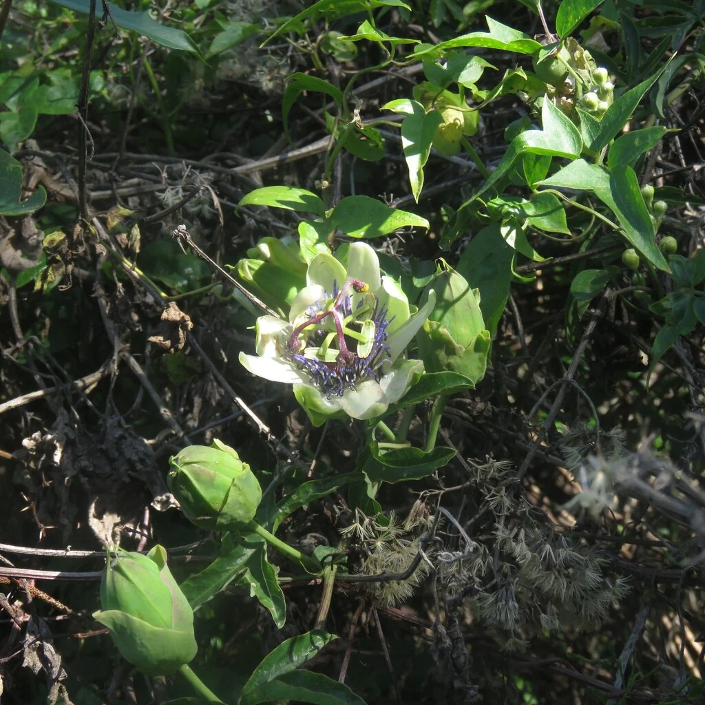 Passiflora Caerulea