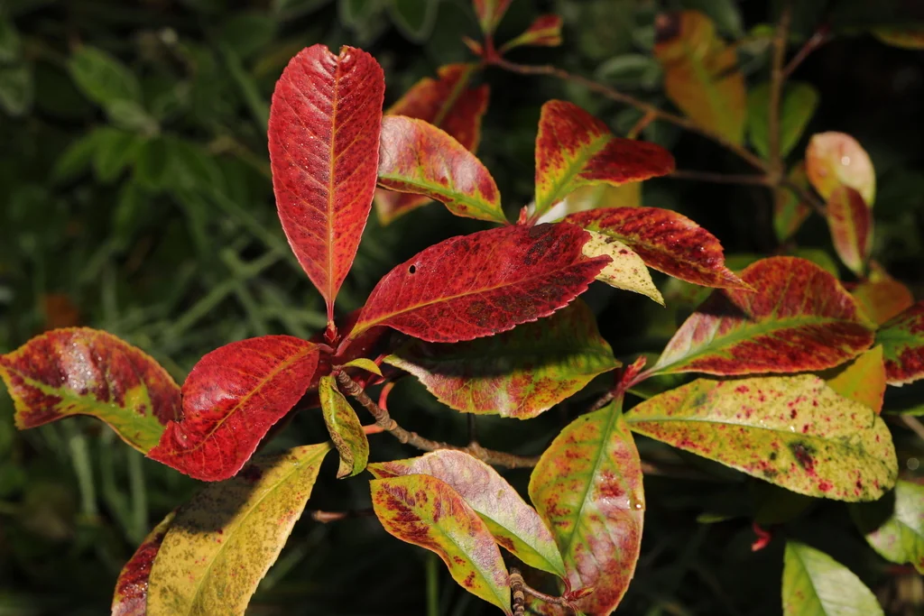 Photinia X Fraseri