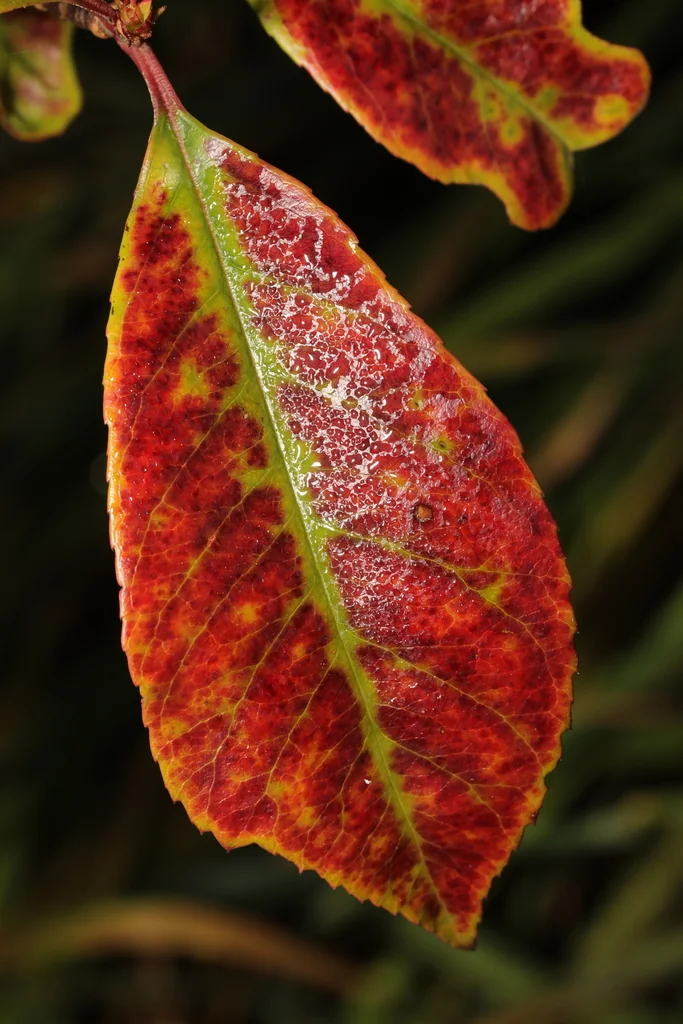 Photinia X Fraseri