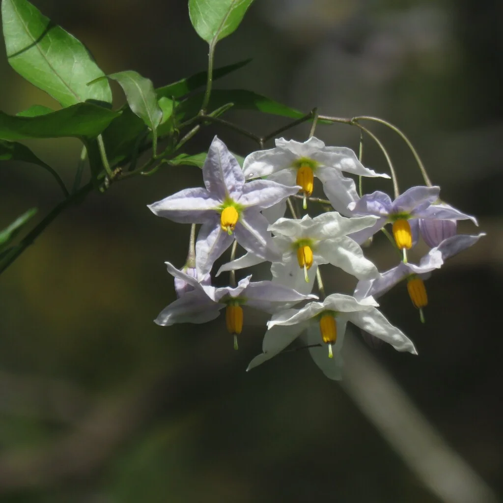 Solanum Laxum