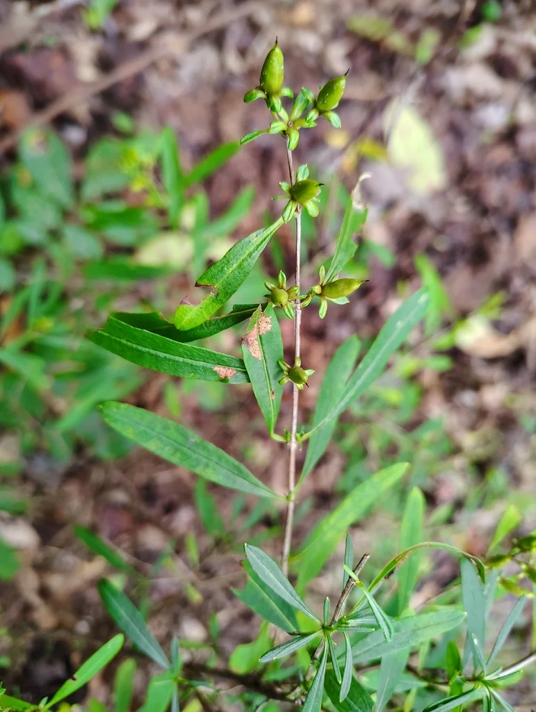 Hypericum Prolificum