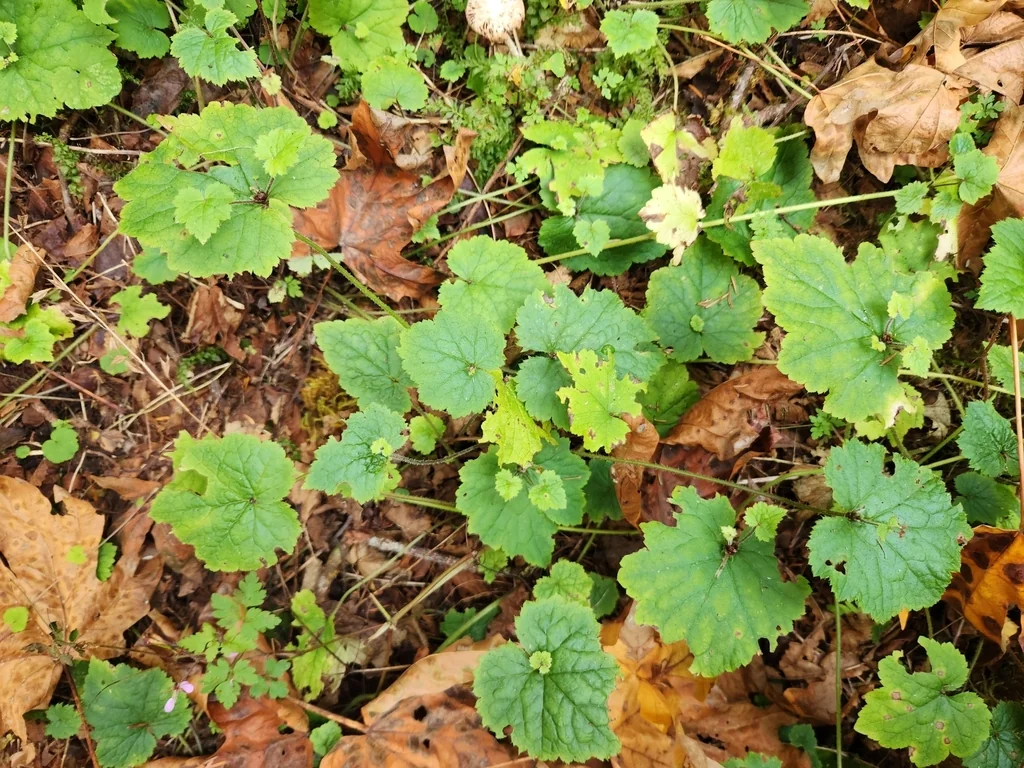 Tolmiea Menziesii