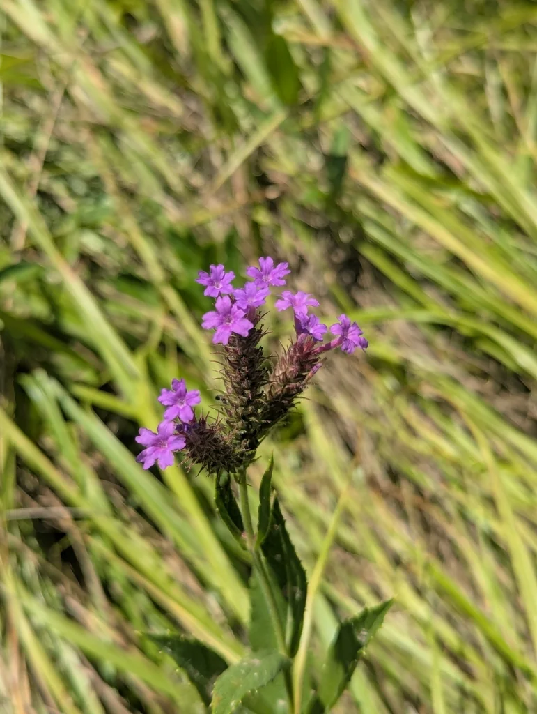 Verbena Rigida