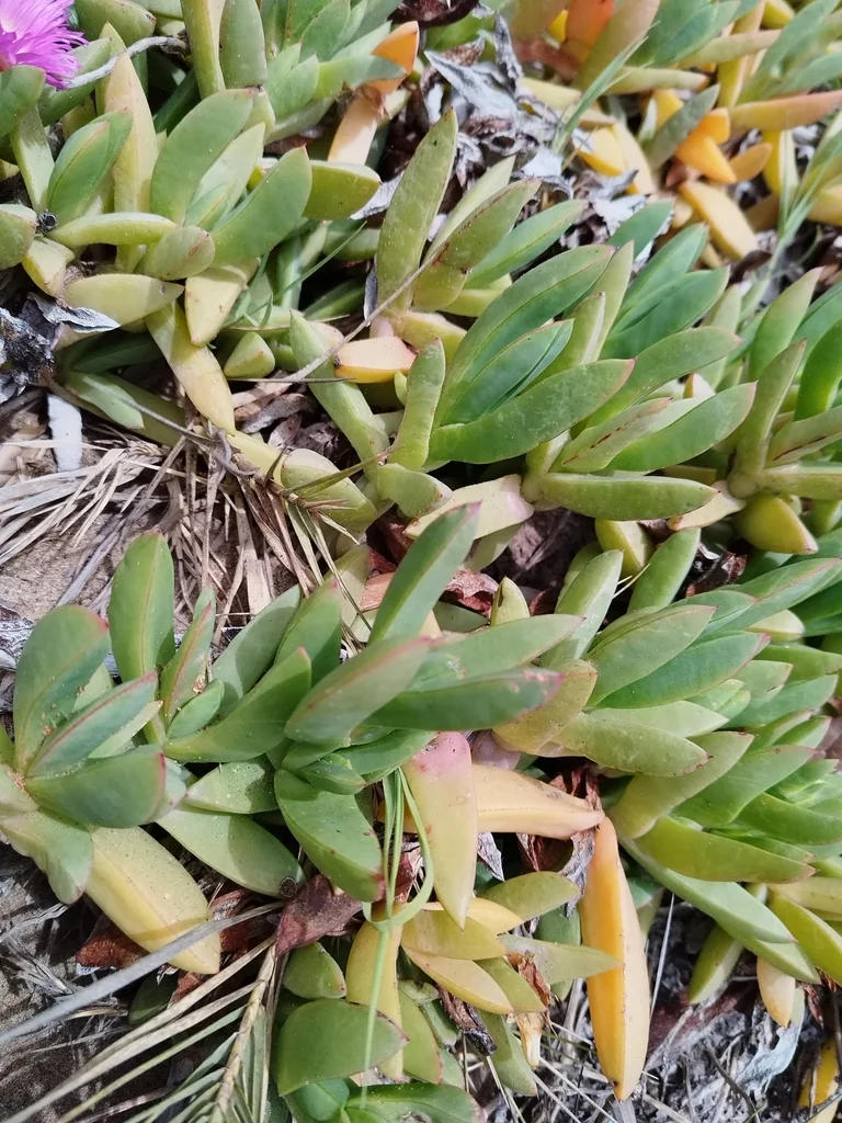 Carpobrotus Chilensis