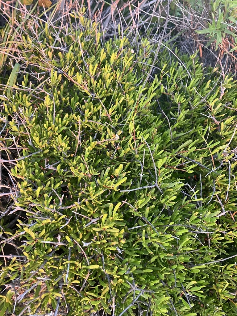 Cneoridium Dumosum
