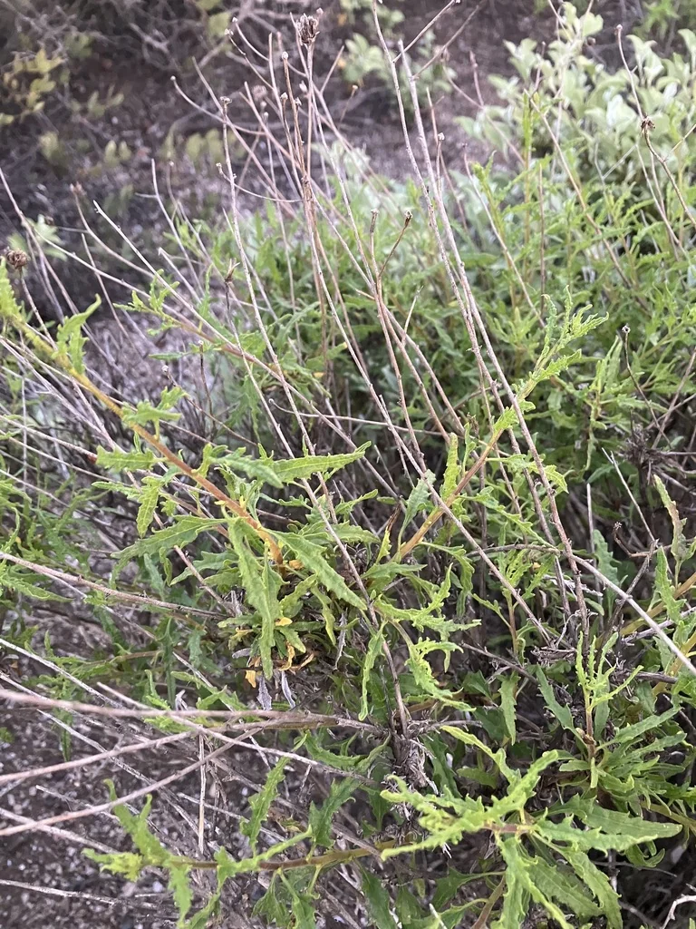 Bahiopsis Laciniata