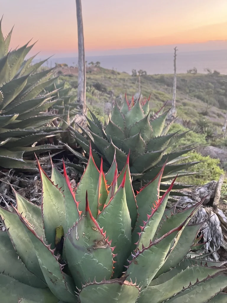 Agave Shawii