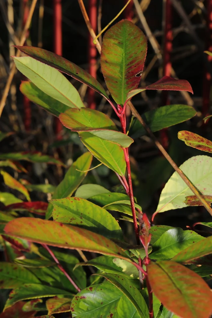 Photinia X Fraseri