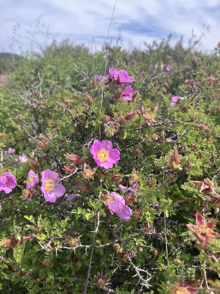 Rosa Minutifolia