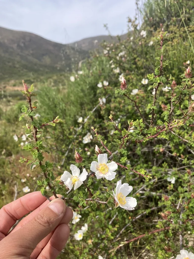 Rosa Minutifolia