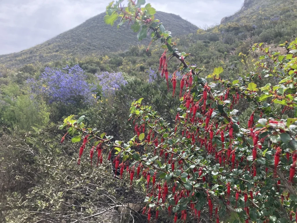 Ribes Speciosum