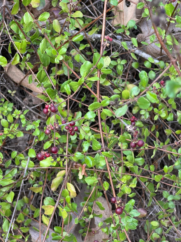 Lonicera Subspicata