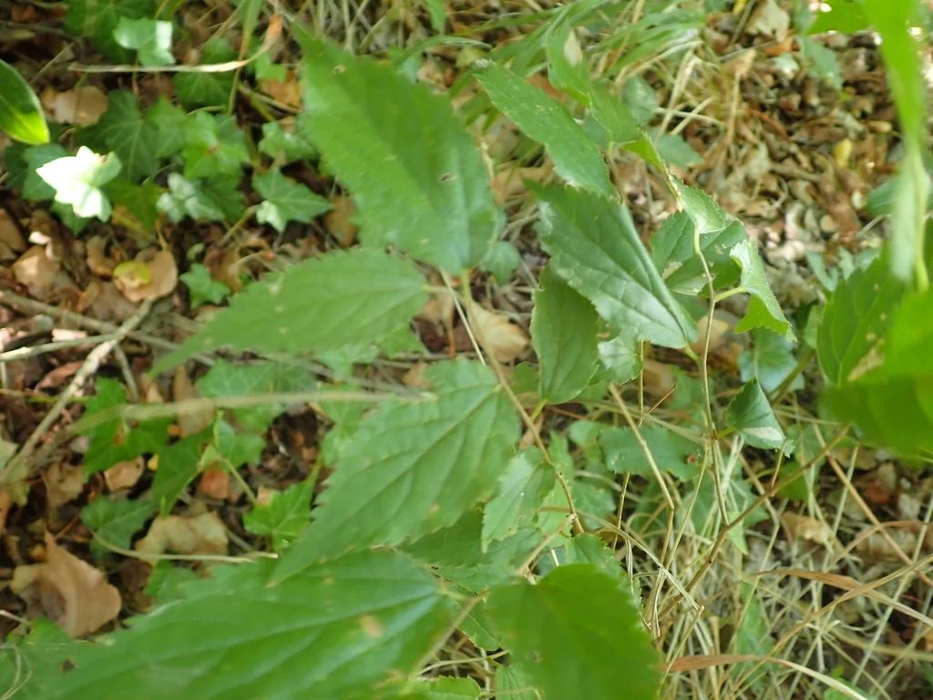 Celtis Australis