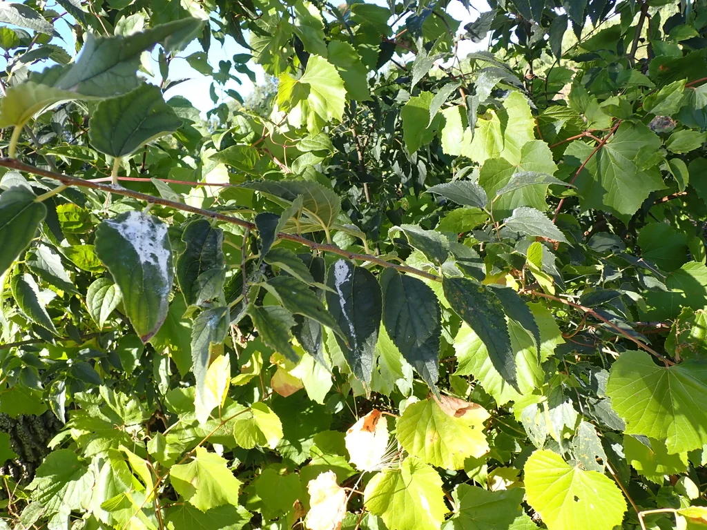 Celtis Australis