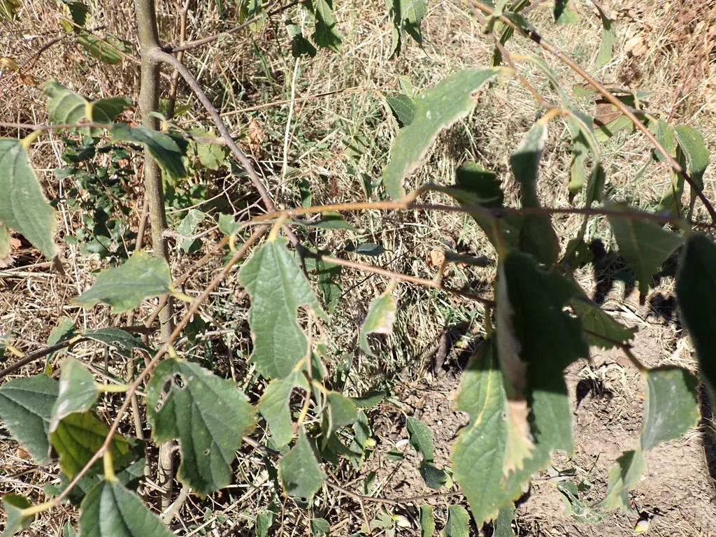 Celtis Australis