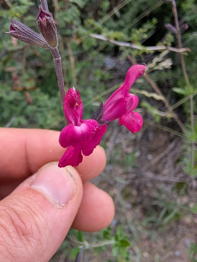 Salvia Greggii
