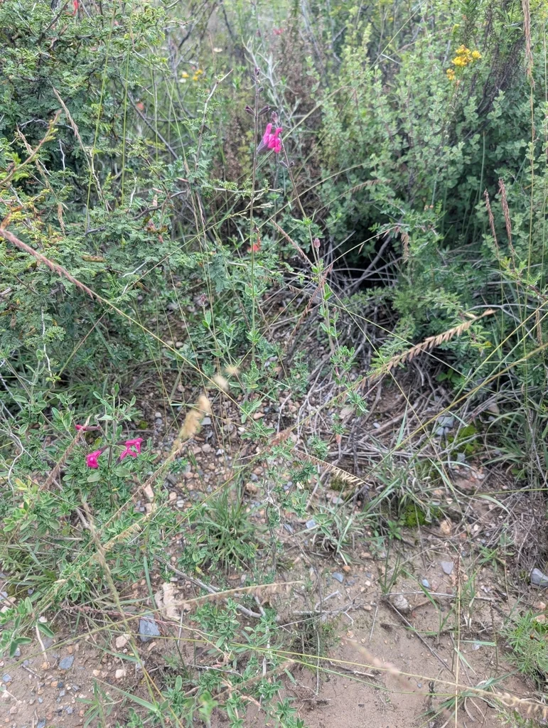 Salvia Greggii