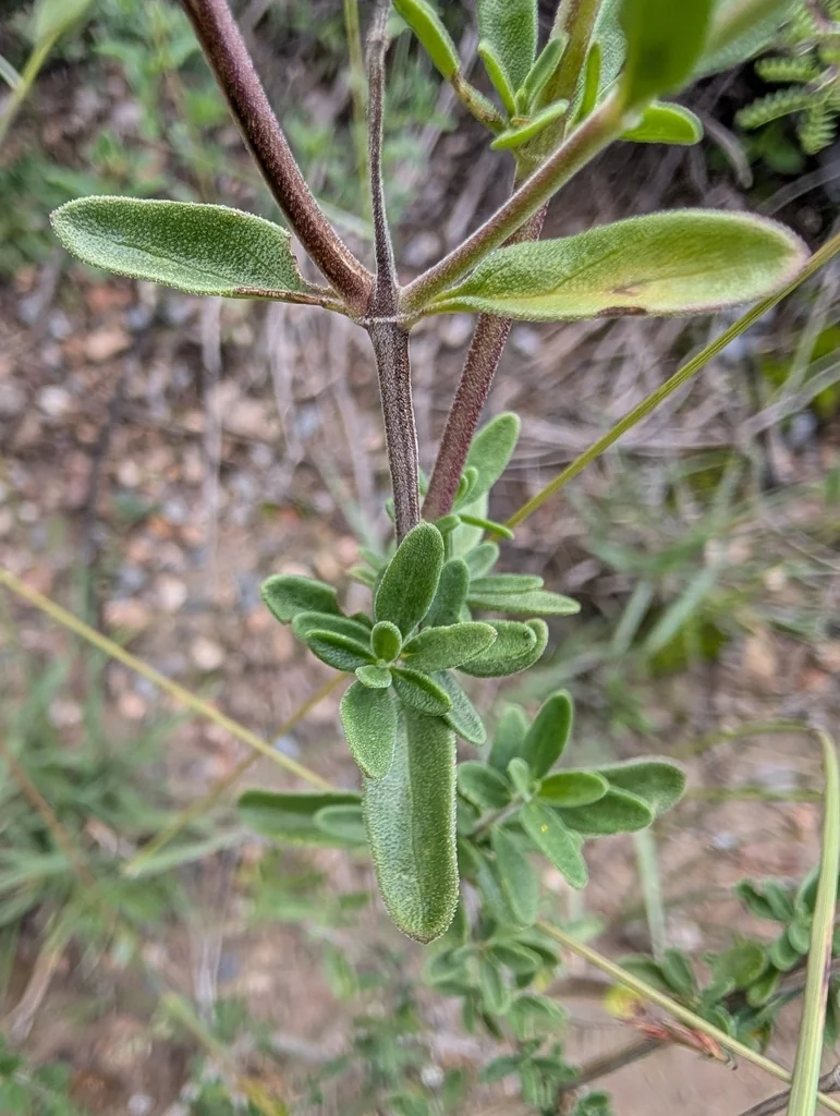 Salvia Greggii