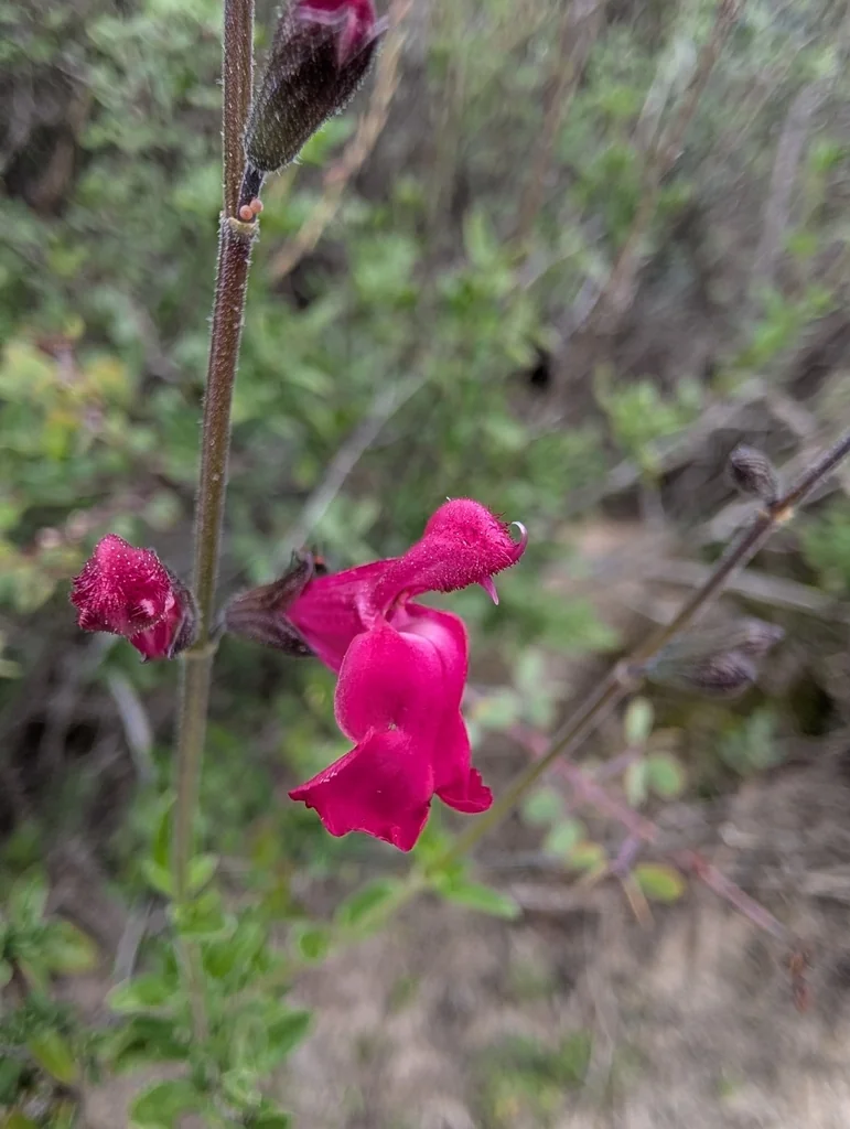 Salvia Greggii