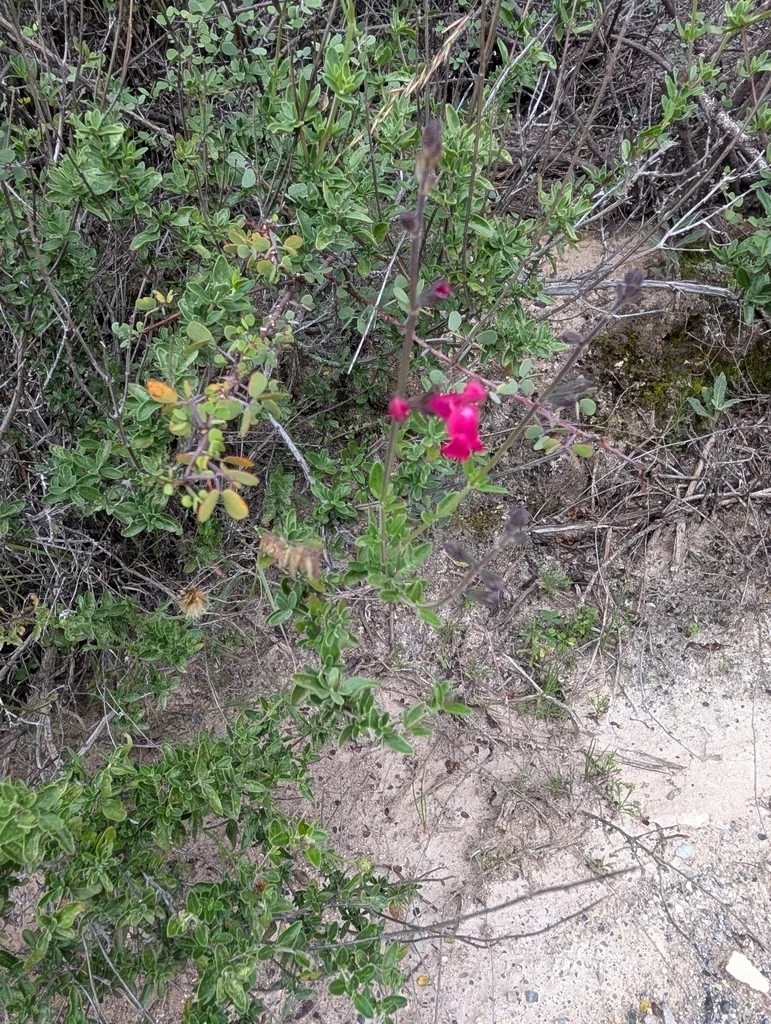 Salvia Greggii