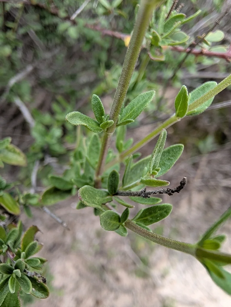 Salvia Greggii