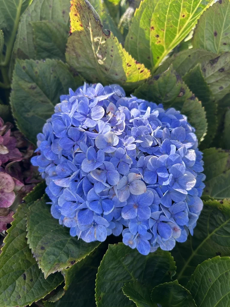 Hydrangea macrophylla