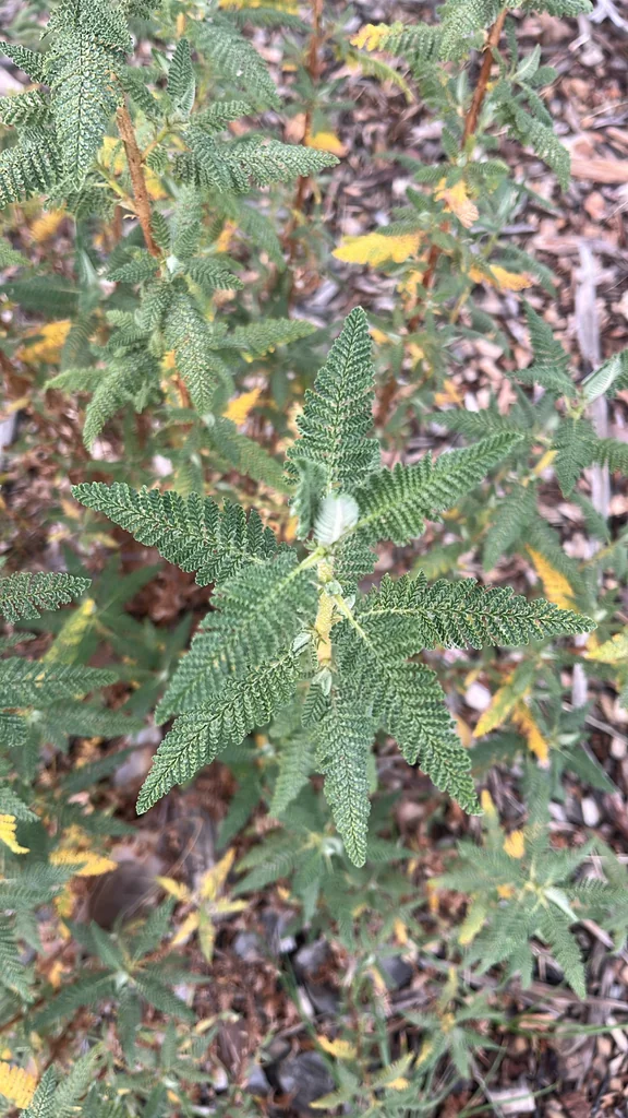 Chamaebatiaria Millefolium