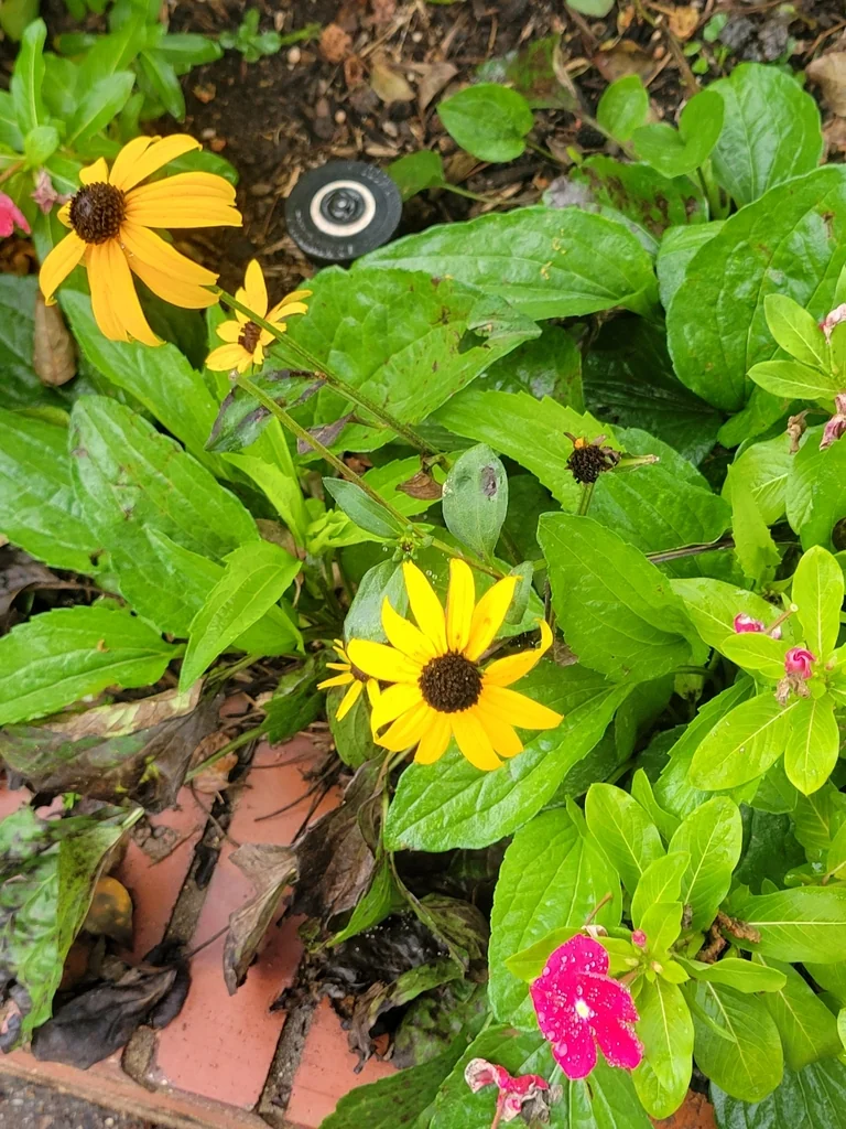 Rudbeckia Fulgida