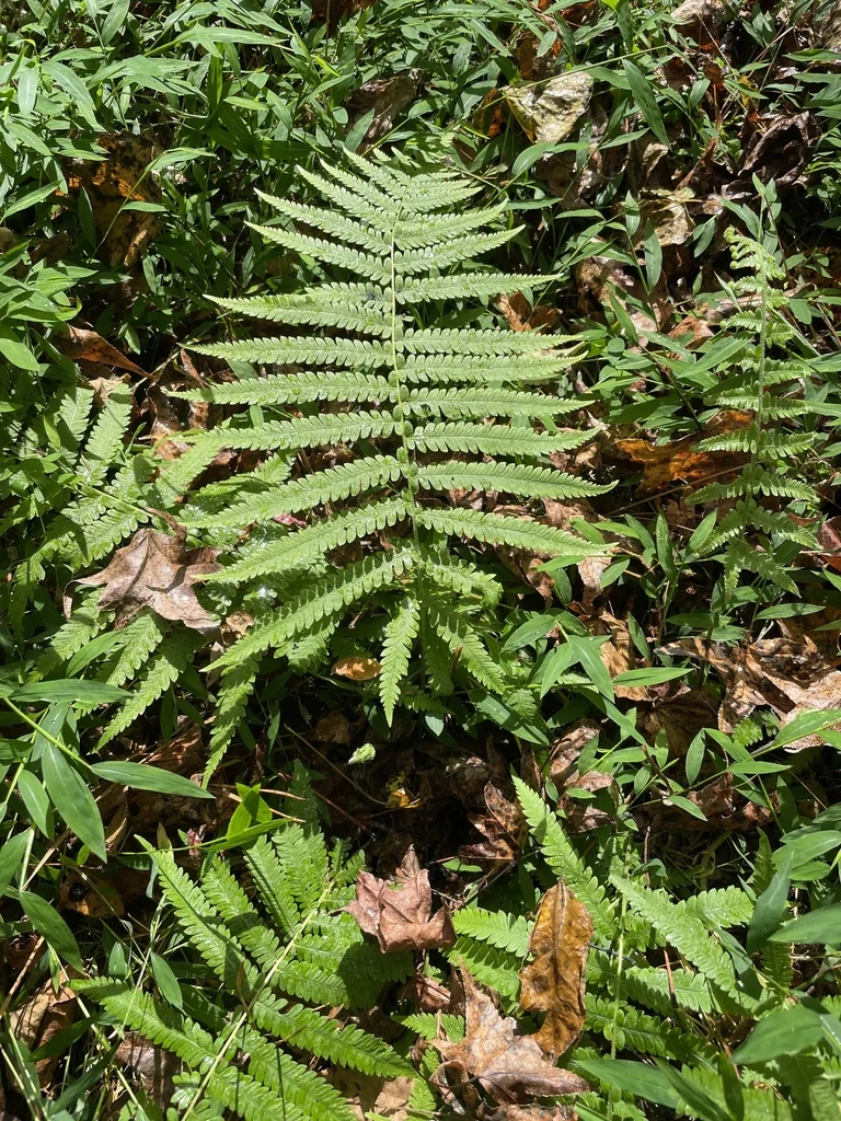 Thelypteris Normalis