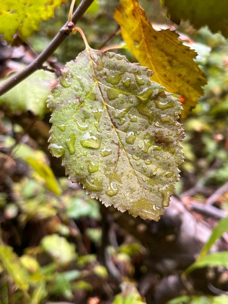 Betula Occidentalis