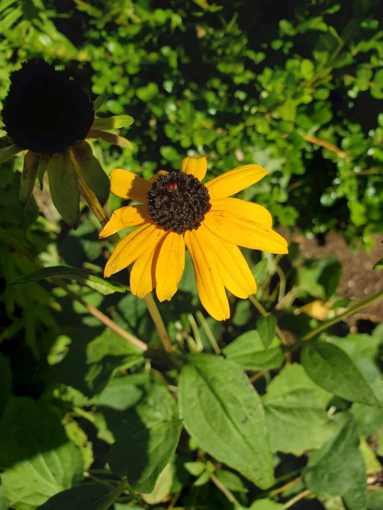 Rudbeckia Fulgida