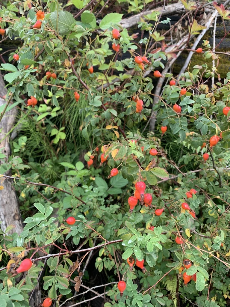 Rosa Pisocarpa