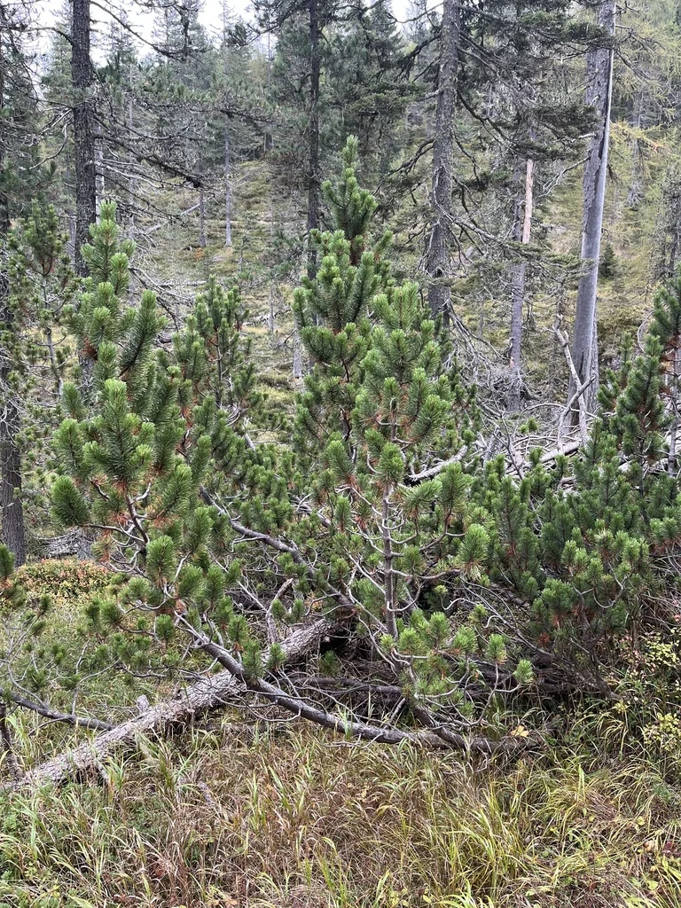 Pinus Mugo Mugo