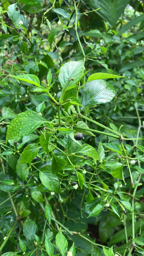Capsicum annuum