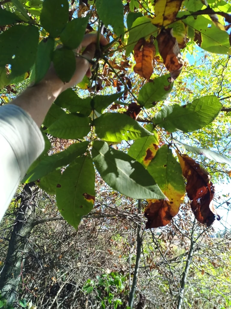 Carya Laciniosa