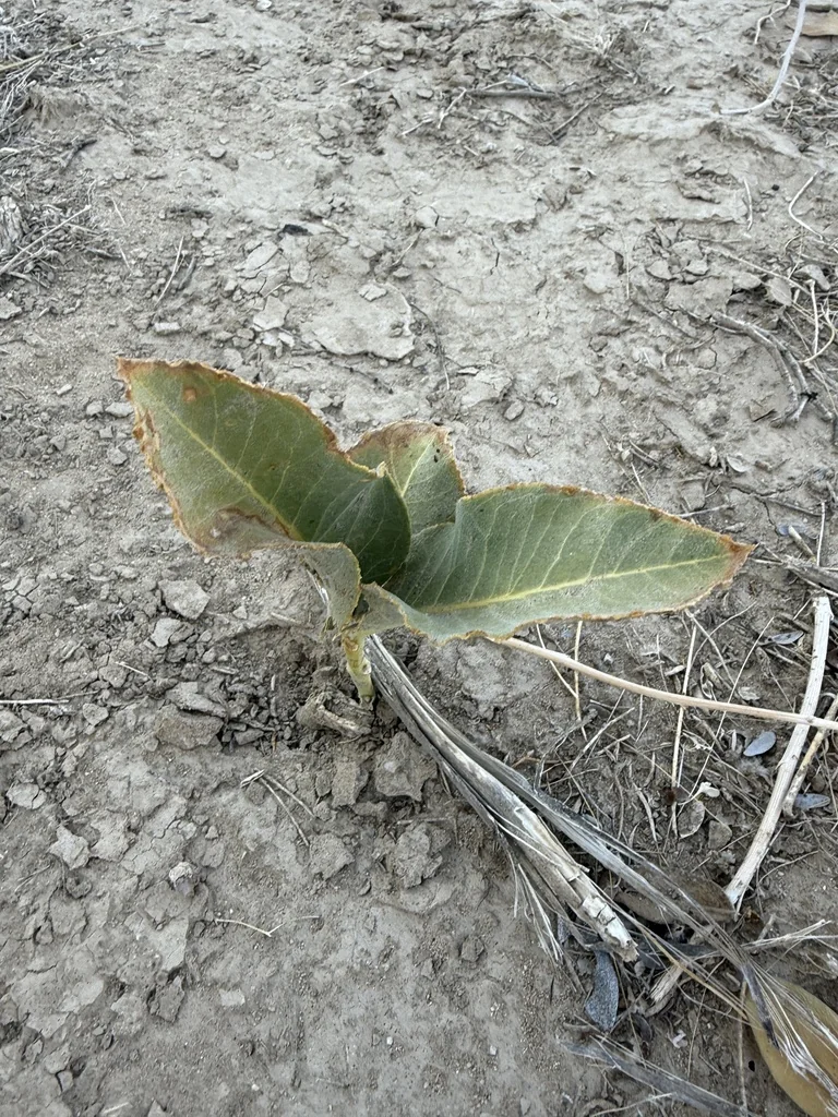 Asclepias Erosa