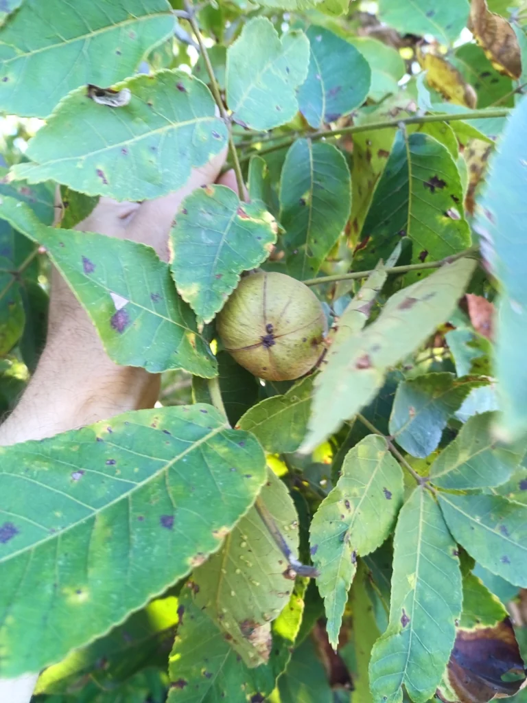 Carya Laciniosa