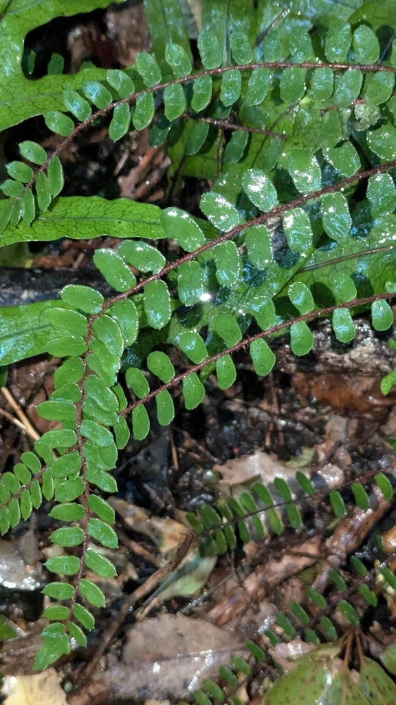 Pellaea Rotundifolia