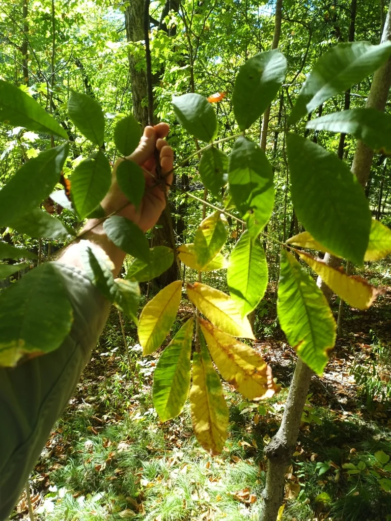Carya Tomentosa