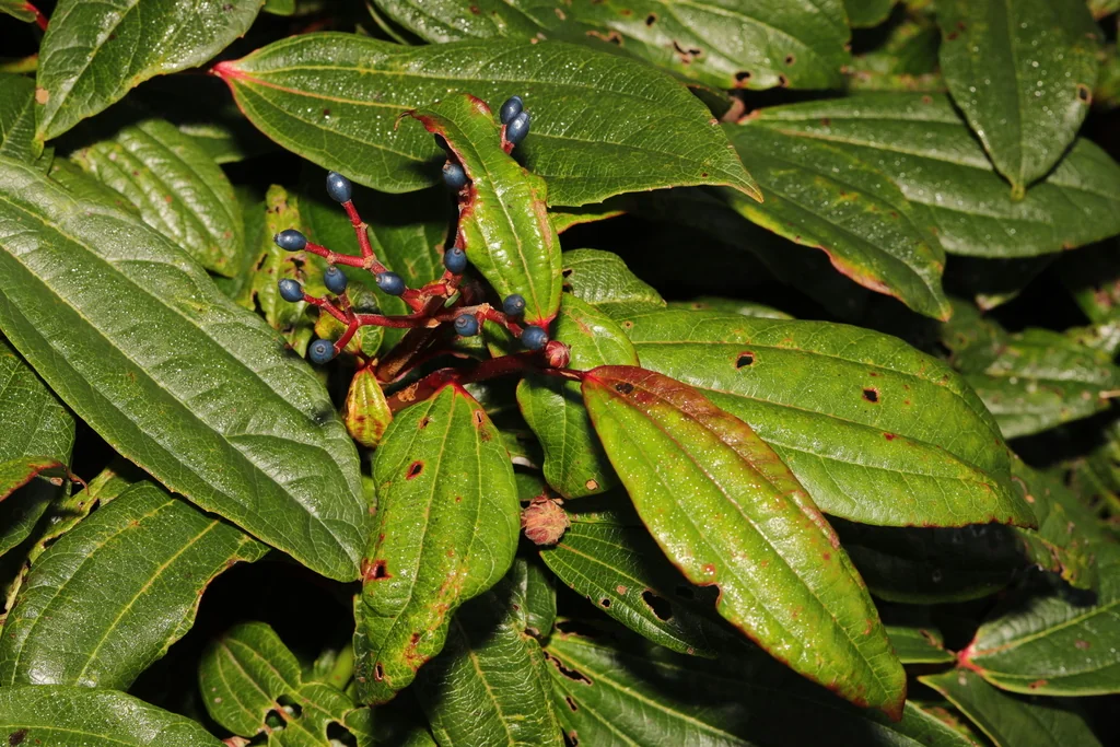 Viburnum Davidii