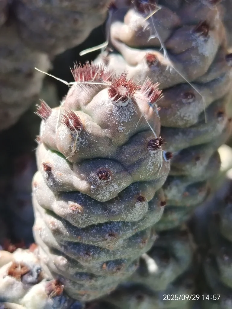 Tephrocactus Articulatus